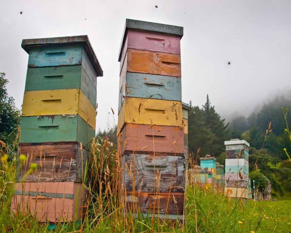 Bienenprojekt der Gemeinde Würflach mit Nicole Windbacher Bienenstöcke Bienenprojekt der Gemeinde Würflach mit Nicole Windbacher Bienenstöcke